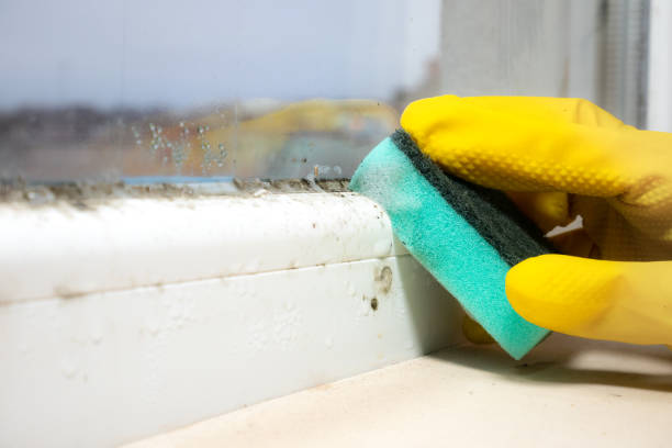 Best Fast Mold Removal  in Horn Lake, MS