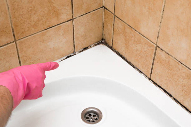 Best Commercial Mold Removal  in Horn Lake, MS