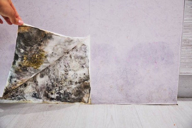 Best Mold Remediation Services  in Horn Lake, MS